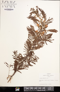 Acaciella angustissima var. hirta image