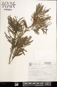 Acacia mearnsii image