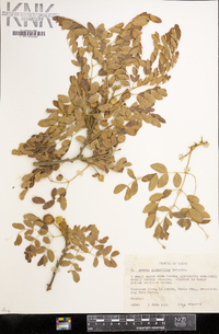 Acacia roemeriana image