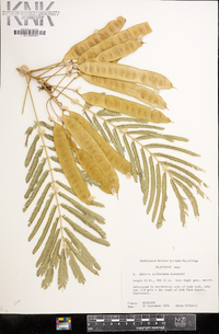 Albizia julibrissin image