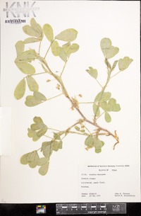 Arachis hypogaea image