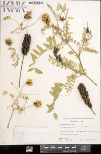 Astragalus canadensis image