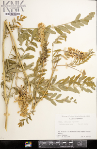 Astragalus canadensis image