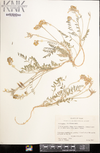 Astragalus lotiflorus image