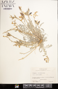 Astragalus missouriensis image