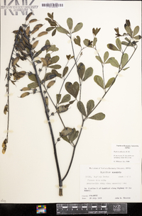 Baptisia alba image