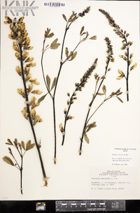 Baptisia alba image