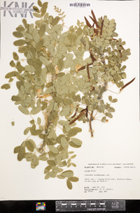 Caragana arborescens image