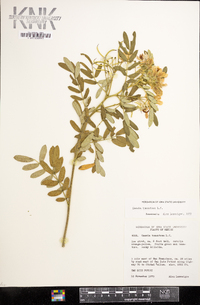 Senna holosericea image