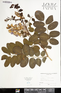 Robinia hispida image