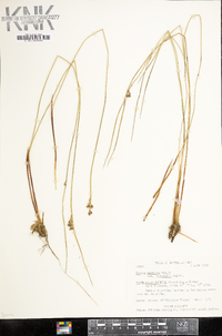 Juncus balticus subsp. littoralis image