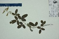 Desmodium incanum image