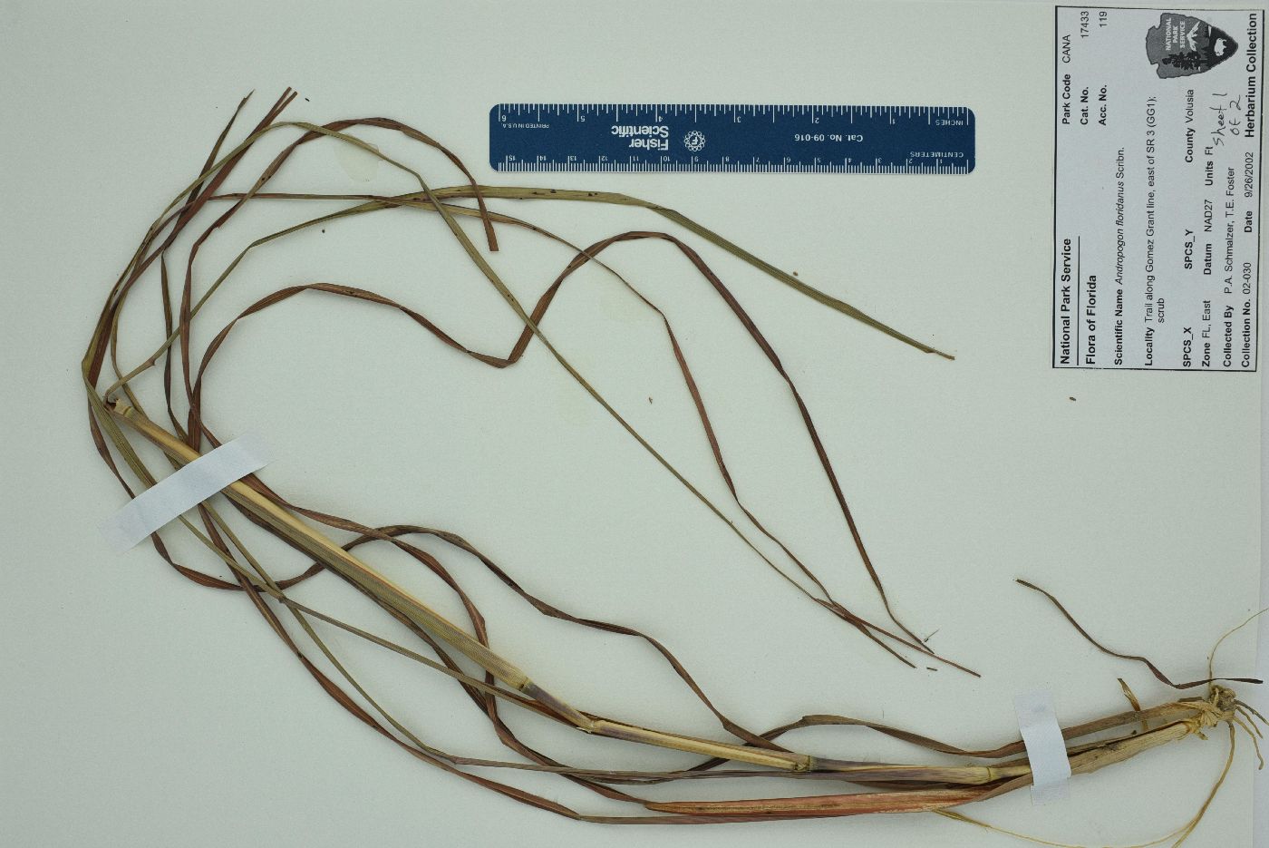 Andropogon floridanus image