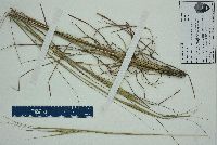 Andropogon gyrans var. gyrans image