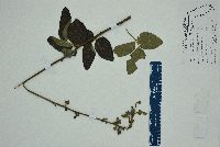 Desmodium floridanum image