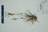 Cyperus ovatus image