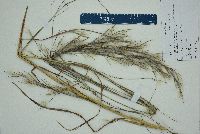 Andropogon virginicus var. decipiens image