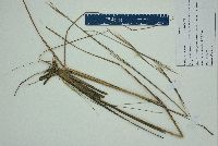 Andropogon gyrans var. stenophyllus image