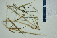 Urochloa mutica image