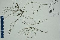 Euphorbia polyphylla image