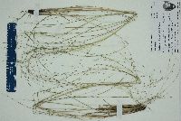 Eragrostis elliottii image