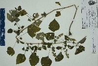 Cantinoa mutabilis image