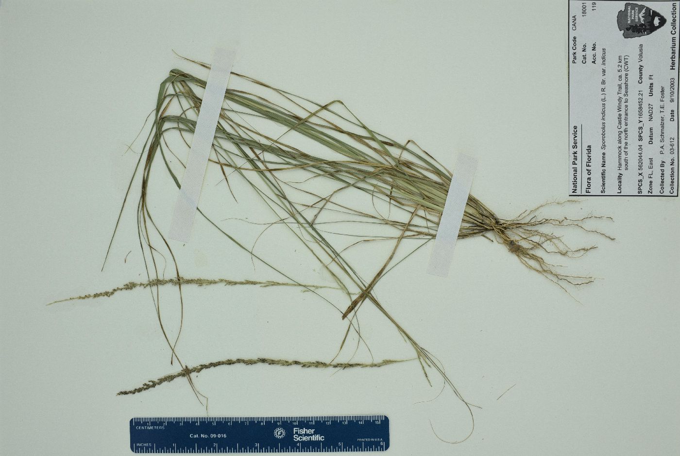 Sporobolus indicus var. indicus image