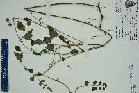 Cantinoa mutabilis image