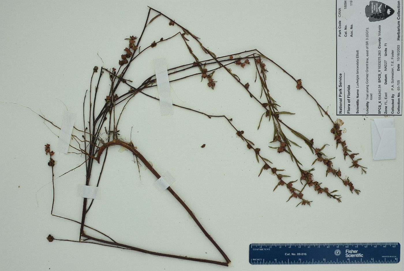 Ludwigia lanceolata image