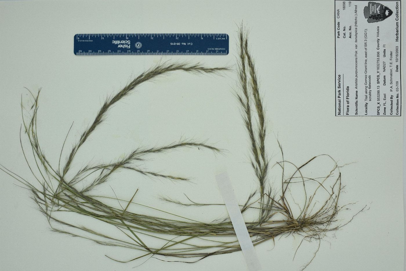 Aristida purpurascens var. tenuispica image