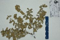 Quercus myrtifolia image