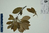Persea palustris image