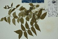 Zanthoxylum clava-herculis image