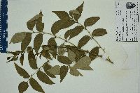 Zanthoxylum clava-herculis image