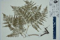 Pteridium aquilinum subsp. pseudocaudatum image
