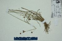 Rhynchospora fascicularis image