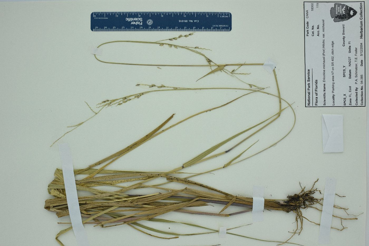 Eriochloa michauxii var. michauxii image