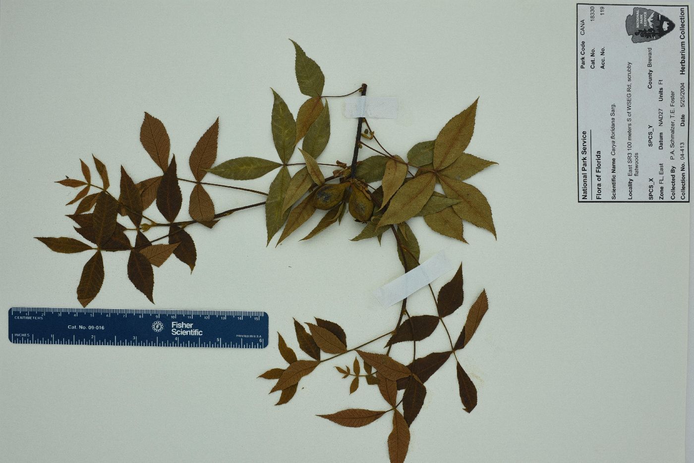 Carya floridana image