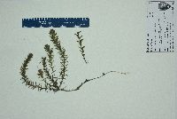 Hydrilla verticillata image