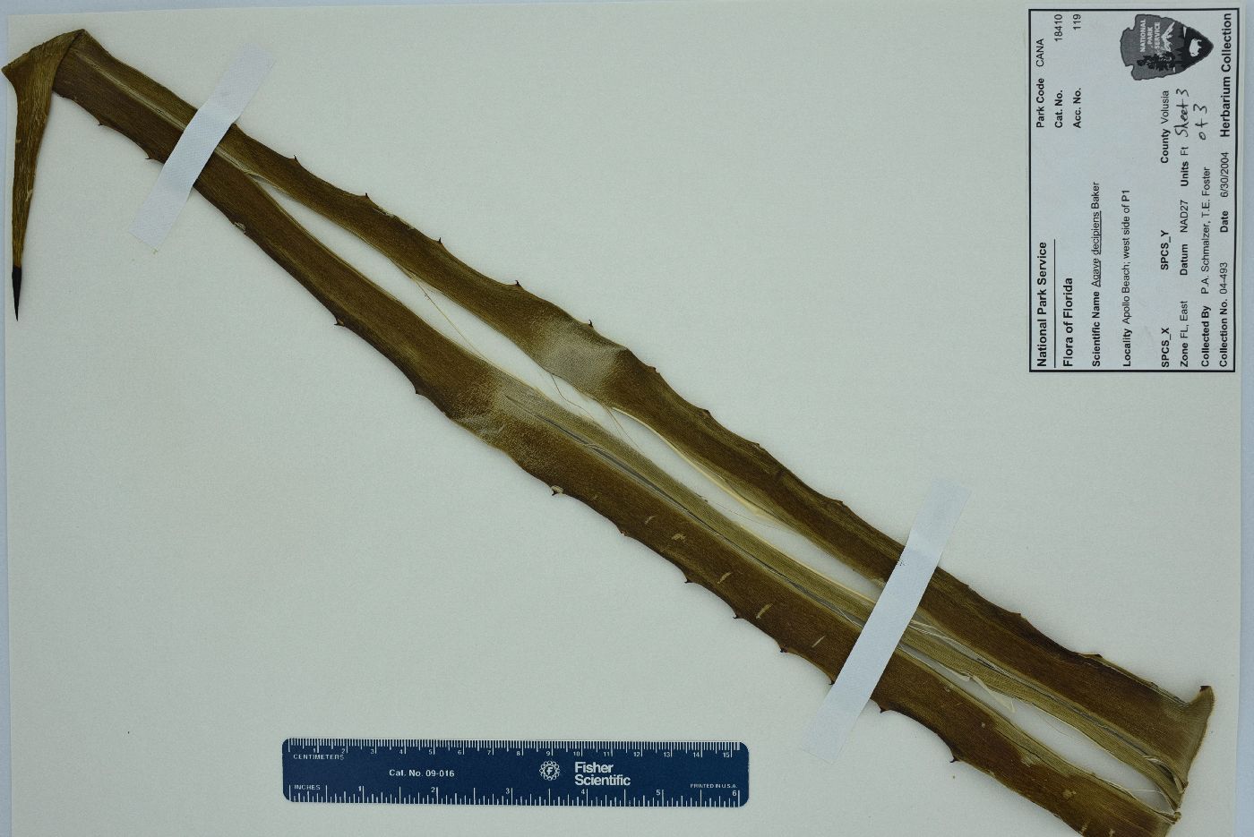 Agave decipiens image