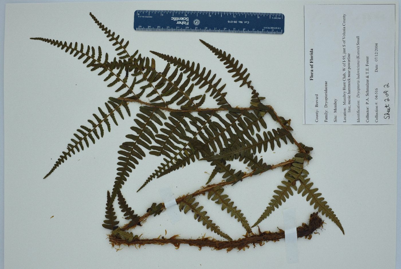 Dryopteris ludoviciana image