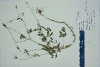 Bidens bipinnata image