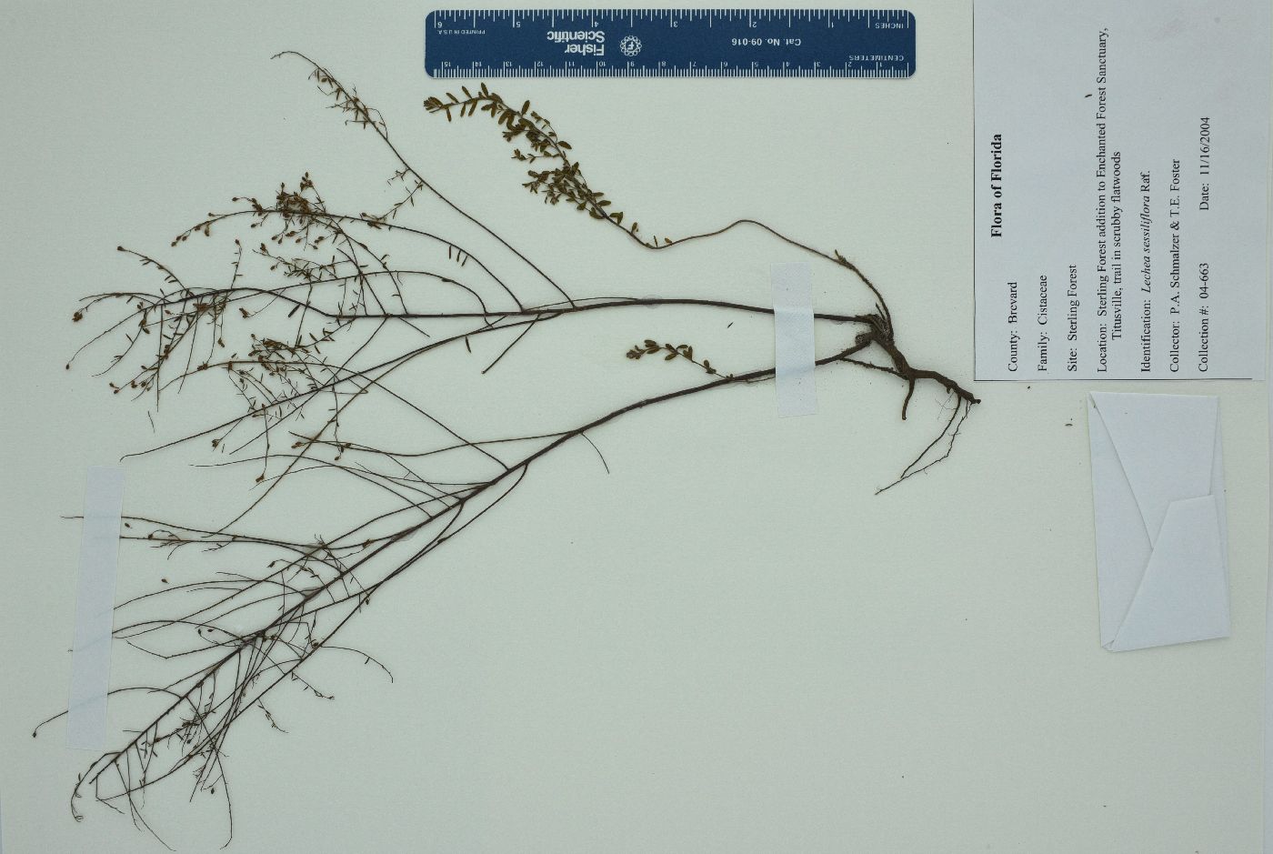 Lechea sessiliflora image