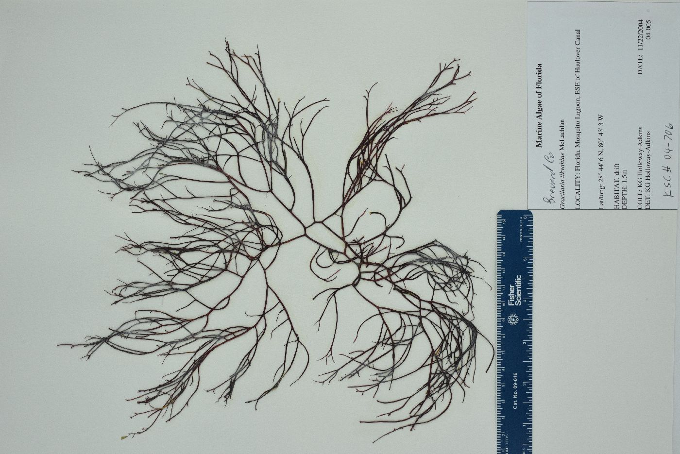 Gracilariaceae image