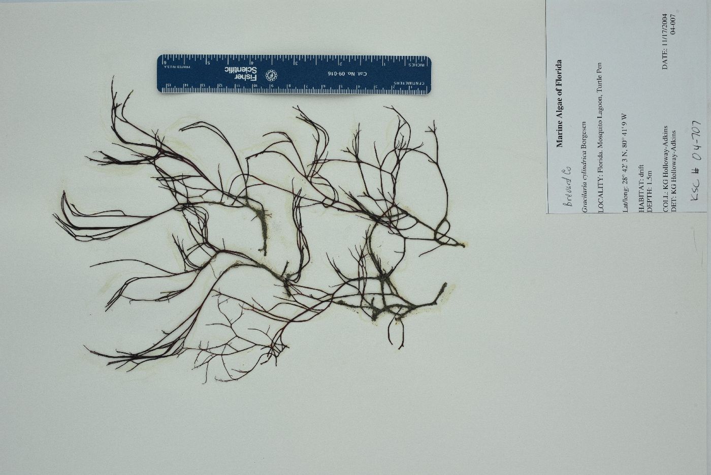 Gracilaria blodgettii image