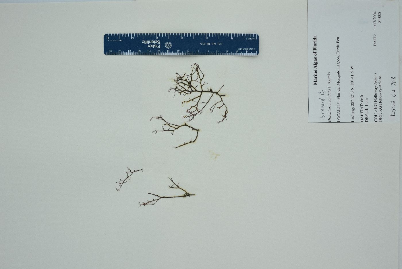 Gracilaria caudata image