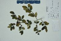 Ilex vomitoria image