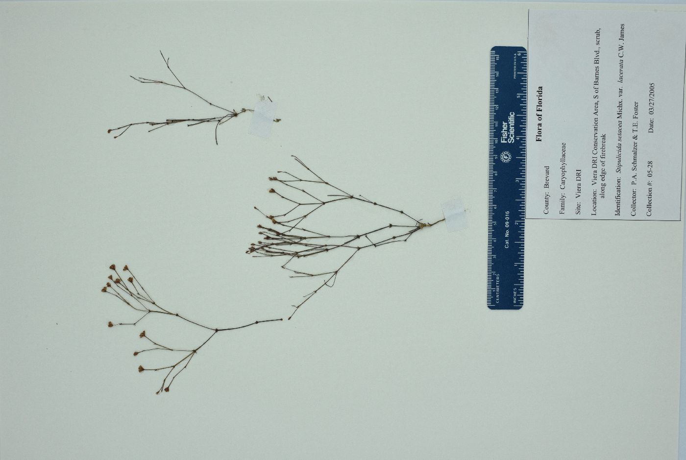 Stipulicida setacea var. lacerata image
