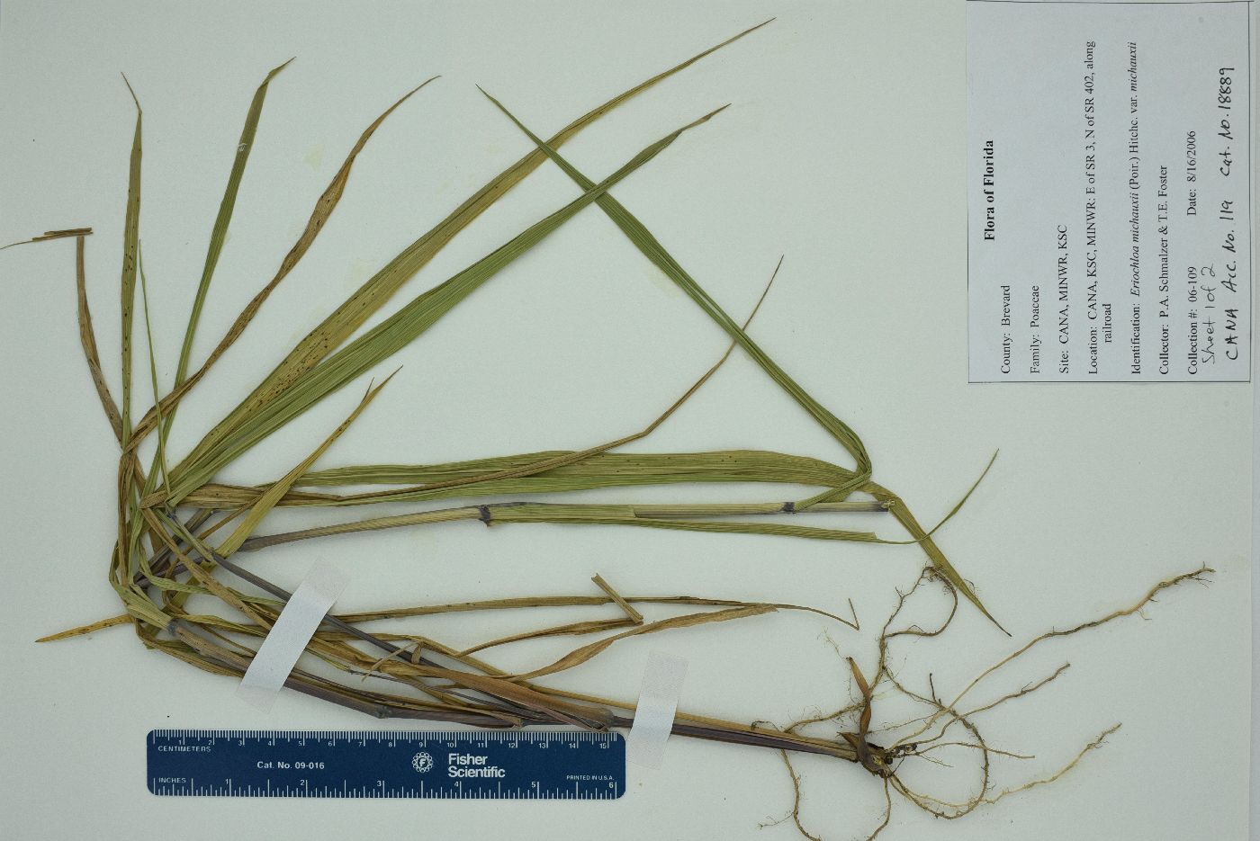Eriochloa michauxii var. michauxii image