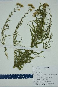 Brickellia eupatorioides image